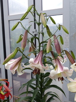 Foto: Dr. Peter Müller